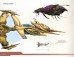 Артбук StarCraft: Боевое руководство изображение 3